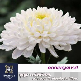 ความหมายของดอกไม้แต่ละชนิดที่ใช้ในงานศพ โดย บุญมา พวงหรีด