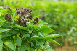 Thai herbs boosting immune system against COVID-19
