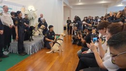 กรุงเทพฯ : ออสเตรเลีย ส่งมอบ สุนัข K9 ให้กรมศุลกรกรไทย  ปัฏบัติหน้าที่เชิงรุก
