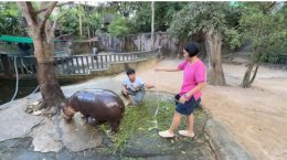 ตรวจสุขภาพ หมูเด้ง แข็งแรงดี น้ำหนักตัวเพิ่มขึ้นจาก 5 กิโล เป็น 32.7 กิโล