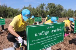ปอ ปิฎก นำ คกก. คสร. ปลูกป่าชายเลน-ปล่อยปูทะเล เนื่องในวันพ่อแห่งชาติ