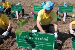 ปอ ปิฎก นำ คกก. คสร. ปลูกป่าชายเลน-ปล่อยปูทะเล เนื่องในวันพ่อแห่งชาติ