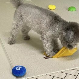 Sniffing Game ของเล่นซ่อนขนมดีไซน์น่ารักมาก