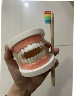 โมเดลฟัน สอนแปรงฟัน สื่อการสอนด้านทันตกรรม 
