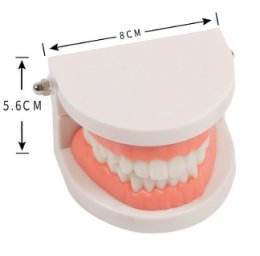 โมเดลฟัน สอนแปรงฟัน