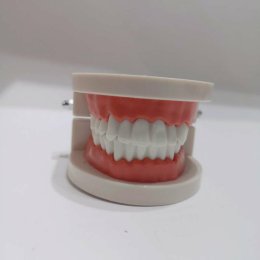 โมเดลฟัน สอนแปรงฟัน