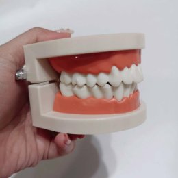 โมเดลฟัน สอนแปรงฟัน