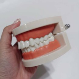 โมเดลฟัน สอนแปรงฟัน