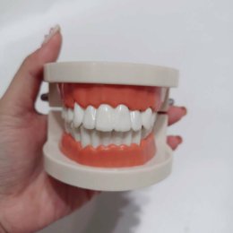 โมเดลฟัน สอนแปรงฟัน