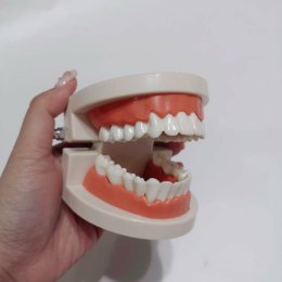 โมเดลฟัน สอนแปรงฟัน