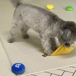 Sniffing Game ของเล่นซ่อนขนม 