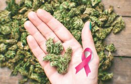 Cannabis for Cancer Care