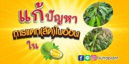 การแก้ปัญหาการแตก(ลัด)ใบอ่อน ในทุเรียน