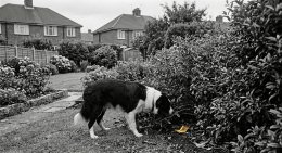 ถ้วยรางวัล