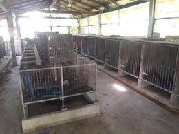 ขายบ้านเดี่ยว(ฟาร์มสุนัข) ห้วยขวาง กำแพงแสน นครปฐม