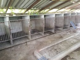 ขายบ้านเดี่ยว(ฟาร์มสุนัข) ห้วยขวาง กำแพงแสน นครปฐม