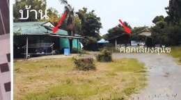 ขายบ้านเดี่ยว(ฟาร์มสุนัข) ห้วยขวาง กำแพงแสน นครปฐม