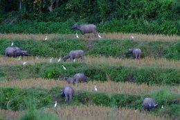 "Huai Phan"Where Nature and Life Walk the Same Path 