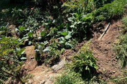 Slow Living & Organic Food At Bo Suak, Nan