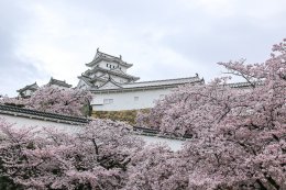 ปราสาทฮิเมจิ (Himeji Castle) 