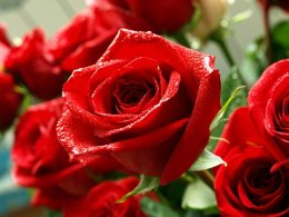 กุหลาบ ราชินีแห่งดอกไม้ สัญลักษณ์ความรักและโรแมนติก 