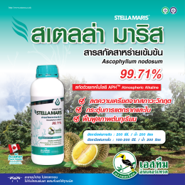 ลดสภาวะเครียด หลังน้ำท่วม ในทุเรียน