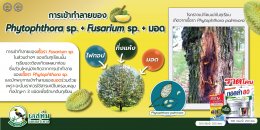 การเข้าทำลายของ Phytophthora palmivora + Fusarium solani + มอด ในทุเรียนส่งผลอย่างไร?