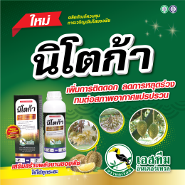 นิโตก้า กอข้าวใหญ่ ใบเขียวตั้ง น้ำหนักดี