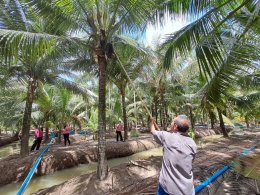 วันพุธที่ 4 - วันศุกร์ที่ 6 กันยายน 2567 นายจอมพงษ์ ชูทับทิม เลขาธิการหอการค้า ร่วมลงพื้นที่ตรวจประเมินตามระบบควบคุมคุณภาพสินค้าสิ่งบ่งชี้ทางภูมิศาสตร์ (IG) ไทย มะพร้าวน้ำมันมะพร้าวน้ำหอมบางคล้า ณ สวนมะพร้าวน้ำหอมของผู้ผลิตและผู้ประกอบการค้า อำเภอเมืองฉะเ