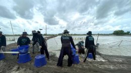 วันพฤหัสบดีที่ 29 พฤษภาคม 2568 เวลา 10.00 - 11.00 น. นายวนิชย์  โสวะนะปรีชา กรรมการหอการค้าฯ ร่วมกิจกรรมปล่อยคาราวานรับซื้อปลากะพงจากเกษตรกร ภายใต้โครงการ "แม็คโคร-โลตัส เคียงข้างเกษตรกรไทย" ณ บ่อเกษตรกร (คุณสุดารัตน์ พ่วงมณี) อ.บางปะกง จ.ฉะเชิง