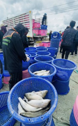 วันพฤหัสบดีที่ 29 พฤษภาคม 2568 เวลา 10.00 - 11.00 น. นายวนิชย์  โสวะนะปรีชา กรรมการหอการค้าฯ ร่วมกิจกรรมปล่อยคาราวานรับซื้อปลากะพงจากเกษตรกร ภายใต้โครงการ "แม็คโคร-โลตัส เคียงข้างเกษตรกรไทย" ณ บ่อเกษตรกร (คุณสุดารัตน์ พ่วงมณี) อ.บางปะกง จ.ฉะเชิง