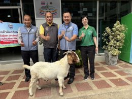 วันพฤหัสบดีที่ 6 กุมภาพันธ์ 2568 เวลา 10.00 น. พิธีมอบพ่อพันธ์ุแพะ พันธุ์บอร์ สายเลือด 100 % ให้แก่ตัวแทนเกษตรกร (ผู้ใหญ่ถวัล บัวตัน)  ณ สำนักงานหอการค้าจังหวัดฉะเชิงเทรา  สนับสนุนโดย ดร.จิตรกร เผด็จศึก และ คุณมงคล ดำรงค์สุทธิพงศ์