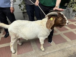 วันพฤหัสบดีที่ 6 กุมภาพันธ์ 2568 เวลา 10.00 น. พิธีมอบพ่อพันธ์ุแพะ พันธุ์บอร์ สายเลือด 100 % ให้แก่ตัวแทนเกษตรกร (ผู้ใหญ่ถวัล บัวตัน)  ณ สำนักงานหอการค้าจังหวัดฉะเชิงเทรา  สนับสนุนโดย ดร.จิตรกร เผด็จศึก และ คุณมงคล ดำรงค์สุทธิพงศ์