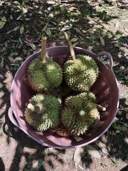 หอการค้าจังหวัดฉะเชิงเทราลงพื้นที่เยี่ยมชมสวนทุเรียน ของเกษตรกรอำเภอท่าตะเกียบ เพื่อส่งเสริมด้านคุณภาพการผลิตและด้านการตลาดแหล่งกระจายผลผลิตสู่ผู้บริโภคอย่างยั่งยืน  เมื่อวันอาทิตย์ที่ 7 มิถุนายน 2568 ณ สวนเกษตรกรลุงชม