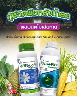 หลังน้ำท่วมขังต้นพืชเหลือง แกร็น ไม่โต เพราะระบบรากขาดออกซิเจน