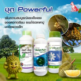 เพิ่มความสมบูรณ์และแข็งแรงของดอกทุเรียน ระยะไข่ปลาตาปู-มะเขือพวงเล็ก