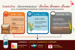 สรุปจบในภาพเดียว ทำไม เดี๋ยวร้อน เดี๋ยวหนาว เดี๋ยวฝน ถึงเป็นเพชฌฆาตเงียบฆ่าข้าวไทย?
