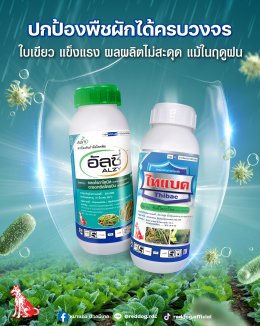 ฝนตกชื้นทั้งวัน ทำให้เชื้อ แบคทีเรียและเชื้อรา ระบาดเร็ว กัดกินใบ กัดกินต้น