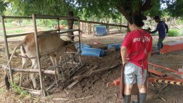 โครงการส่งเสริมการเลี้ยงสัตว์ตามหลักเศรษฐกิจพอเพียง ประจำปี 2567