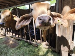 โครงการส่งเสริมและป้องกันโรคระบาดในสัตว์เลี้ยง ประจำปี 2567