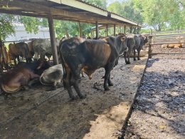 โครงการส่งเสริมและป้องกันโรคระบาดในสัตว์เลี้ยง ประจำปี 2567