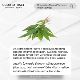 Clinacanthus Nutans (Phayayore)  Rhizome Extract