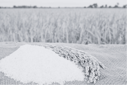 ชาวนาผู้อยู่เบื้องหลังเมล็ดข้าว - The Farmer Behind the Grain