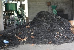 ไผ่ แหล่งผลิตเชื้อเพลิงชั้นดี ใช้ทดแทนก๊าซ LPG ลดรายจ่าย ลดการนำเข้าพลังงาน