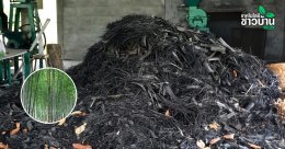 ไผ่ แหล่งผลิตเชื้อเพลิงชั้นดี ใช้ทดแทนก๊าซ LPG ลดรายจ่าย ลดการนำเข้าพลังงาน