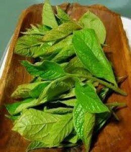 แกงเห็ดถอบ (เห็ดเผาะ) ใส่ใบมะเม่า