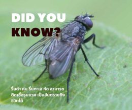 "ตัวคุ่น" คืออะไร ทำความรู้จักแมลงจิ๋วกัดเจ็บ เช็กเลยอาการแพ้ที่ต้องรีบพบแพทย์