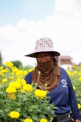 Marigold professional at Phitsanulok "Dum and Nat", Grower who spend their life for Marigold  l The Grow Together EP.1