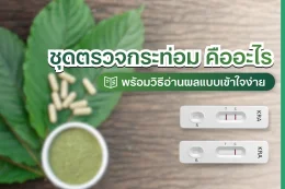 ชุดตรวจกระท่อม อ่านผลตรวจ