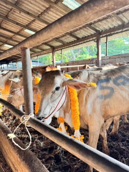 HFC, supporting The operations of Royal Cattle Buffalo Bank For Farmers.